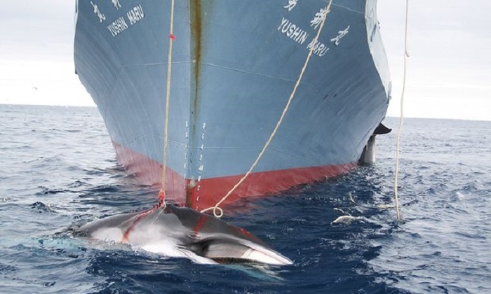 Japan to face criticism at international summit for flouting whaling ruling
